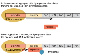 AP Biology slyacademy.com